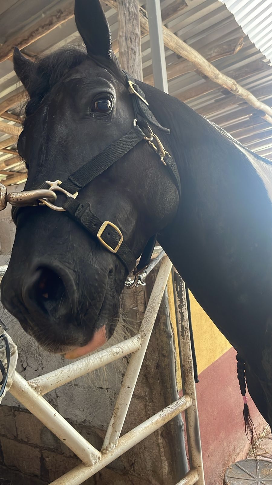 Accesorios para Caballos
