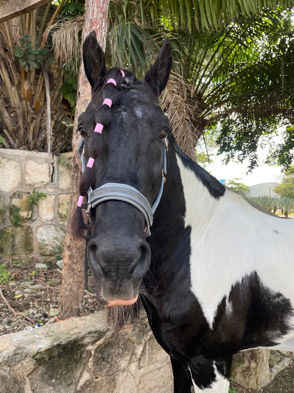 Almartigón para Caballo Gris con Herrajes Rose Gold y Detalles Brillantes