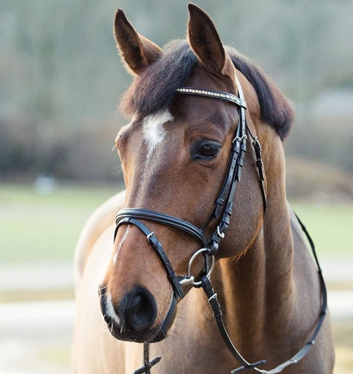 Brida de Cuero HORZE Weston Tamaño COB – Acolchada, con Banda Nasal Flash y Riendas de Red